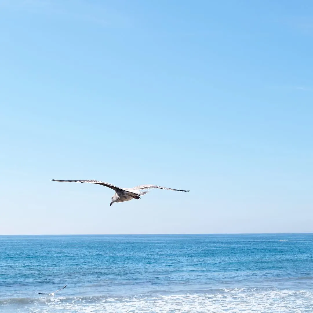 scenes from california