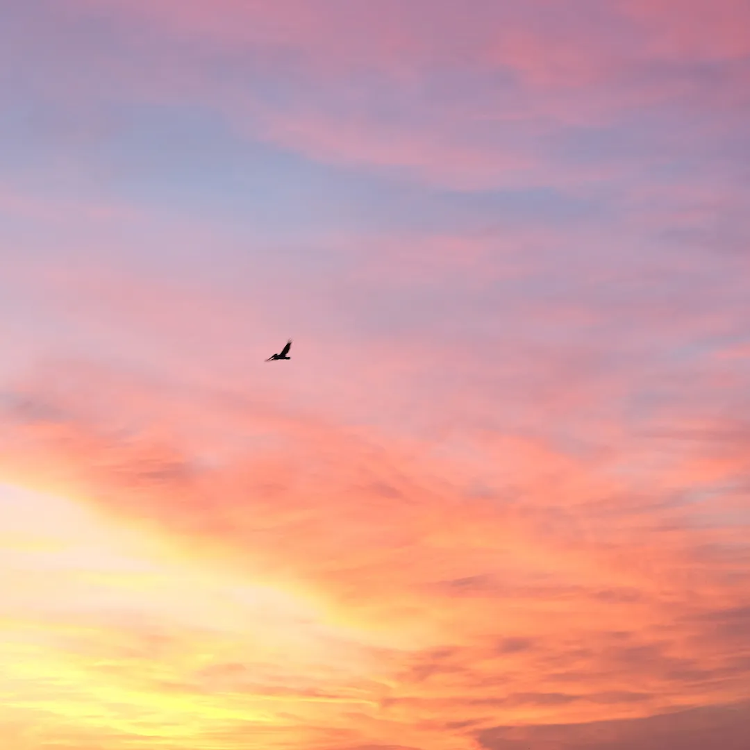 scenes from california