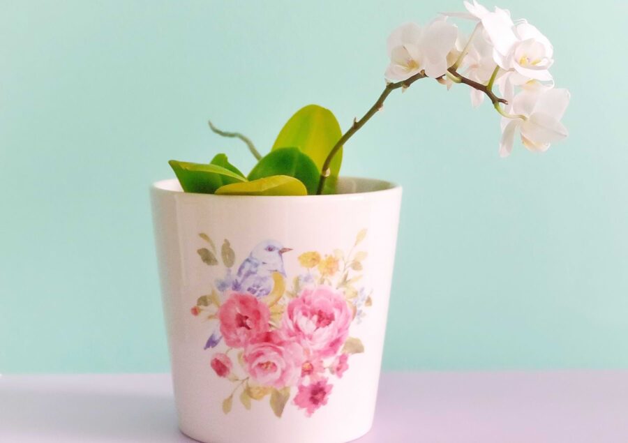 White Orchid in a pot