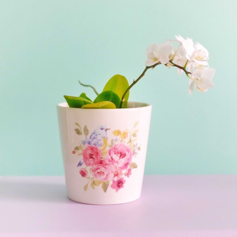 White Orchid in a pot