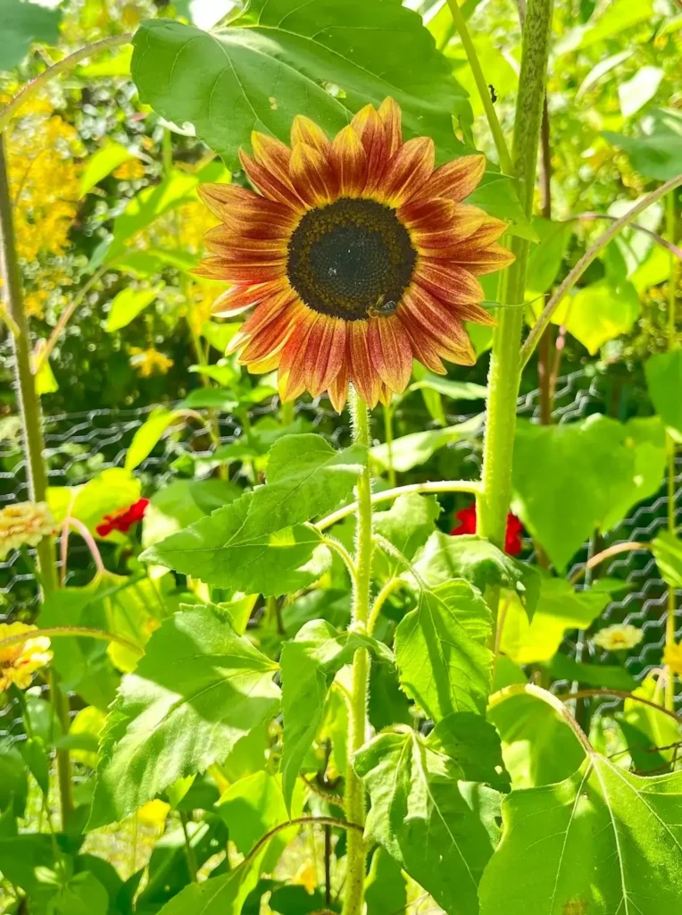 an august sunflower